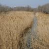Camargue (2005)