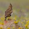 Singvgel und andere Vogelfamilien
