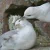 Eisssturmvgel auf Handa-Island (Schottland)