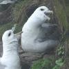 Eisssturmvgel auf Handa-Island (Schottland)