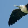 Fregattvogel im Nationalpark Los Haitises (Dominikanische Republik)
