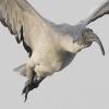 Ibis (Gambia)