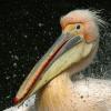 Pelikan im Frankfurter Zoo